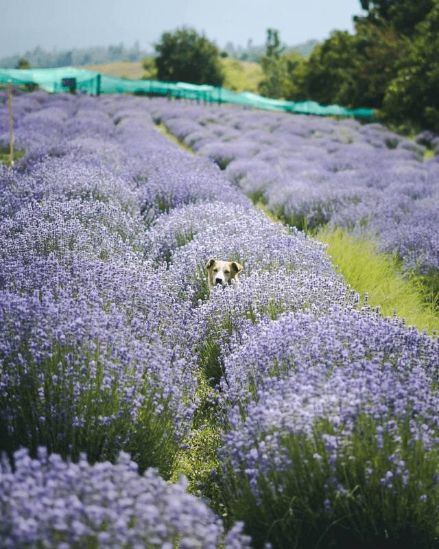 Gel detergente zampe e pelo alla Lavanda